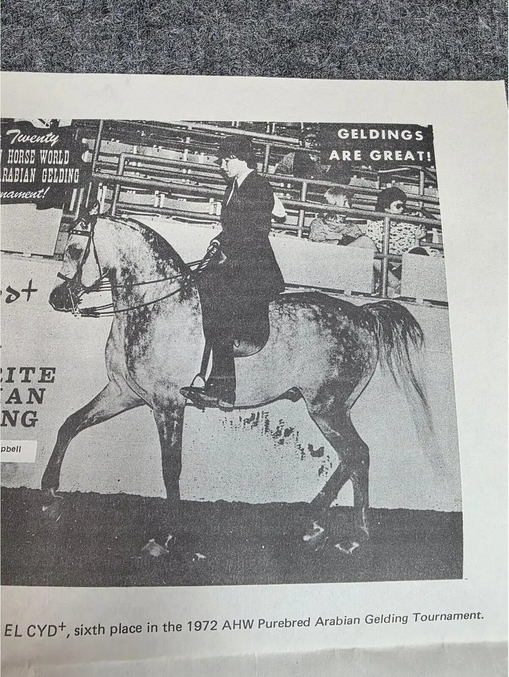 1972 Arabian Horse World Purebred Arabian Gelding Tournament Article